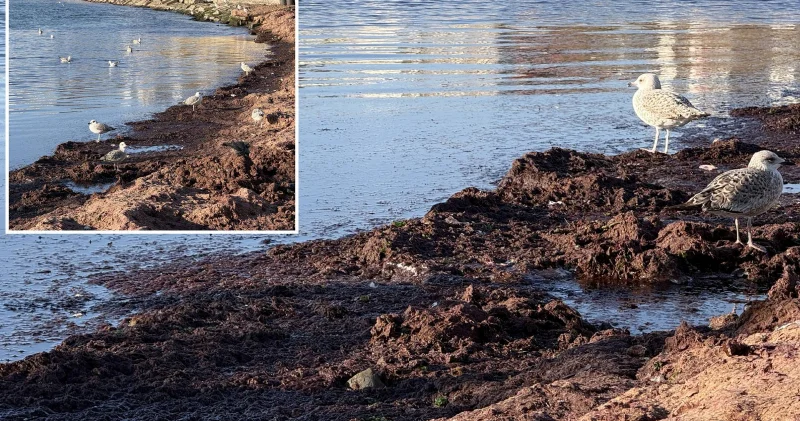 Tekirdağ da lodos etkisi: Kıyılar kırmızı yosunla kaplandı Tekirdağ Haberleri