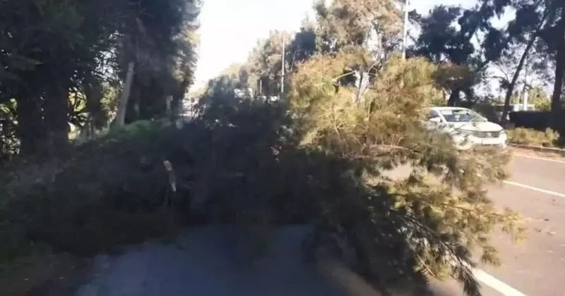 Şiddetli rüzgarda kırılan ağaç yola devrildi