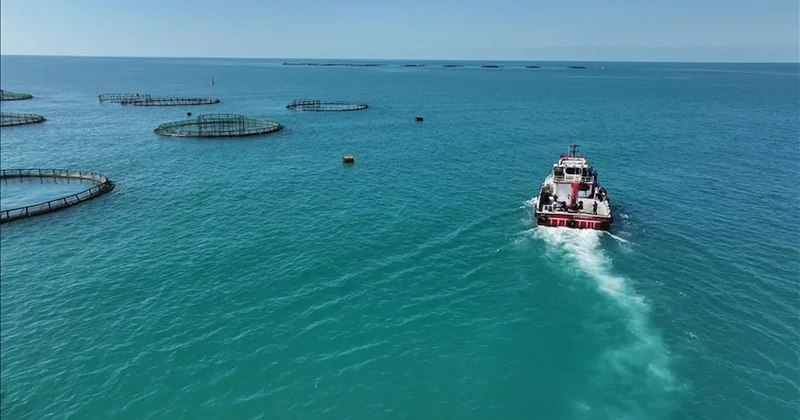 Türkiye Cumhuriyet tarihi rekorunu kırdı: Balık üretimi 1 milyon tonu aştı Sözcü Gazetesi