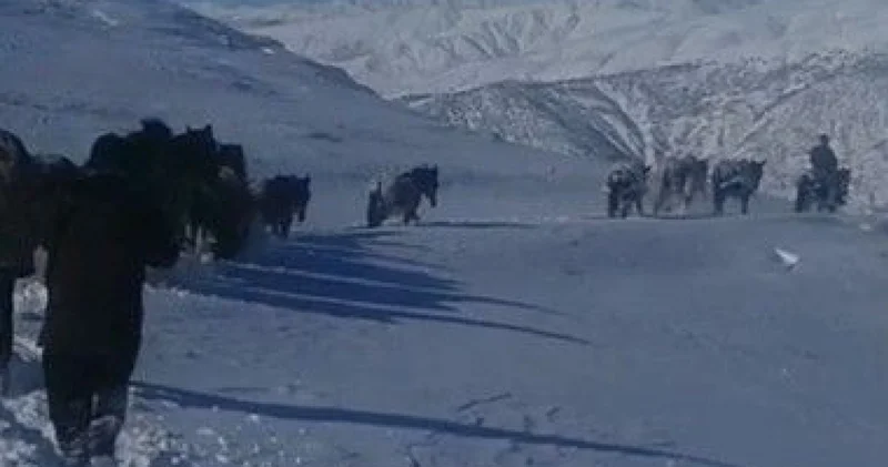 Son dakika: Karda mahsur kalan at ve katırlar güvenlik korucuları tarafından kurtarıldı Son dakika haberleri
