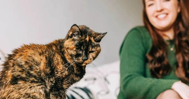 Dünyanın en yaşlı kedisi sahibi ile aynı yaşa bastı! Ortalamanın 2 katına çıktı Sözcü Gazetesi