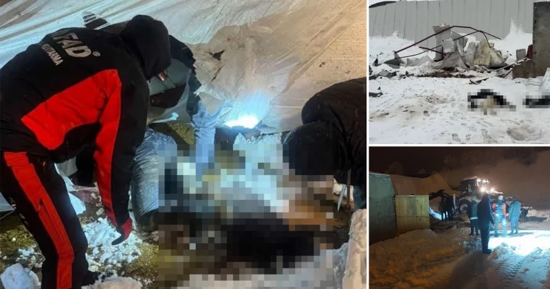 Siirt’te karın ağırlığıyla 3 ahırın çatısı çöktü: çok sayıda hayvan öldü Siirt Haberleri