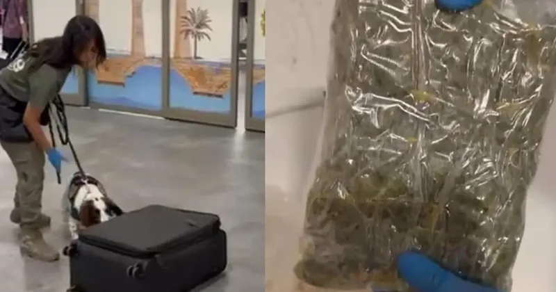 Uçakla gelen yolcunun valizindeki mısır gevreği kutularından uyuşturucu çıktı