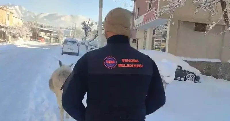 Şırnak’ta sokak hayvanları barınaklara toplandı