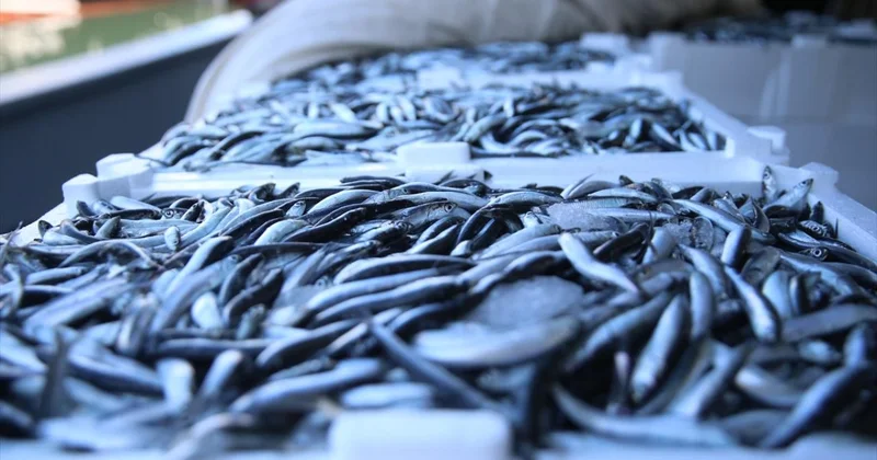 Balık üretiminde geçen yıl cumhuriyet tarihinin rekoru kırıldı