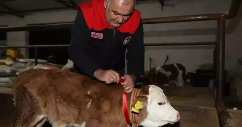 2026’nın ilk buzağısı ‘Bereket’e çeyrek altın takıldı