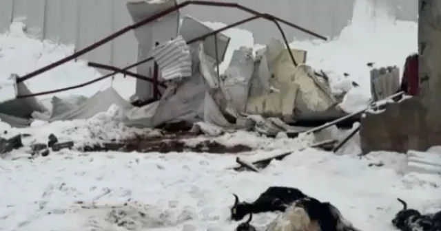 Karın ağırlığıyla ahırların çatısı çöktü: Hayvanlar telef oldu VİDEO İZLE