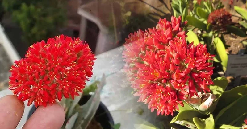 1 Ocak ta bu bitkiyi kapınızın önüne koyun! Uzak Doğu felsefesine göre parayı evinize çekecek Sözcü Gazetesi