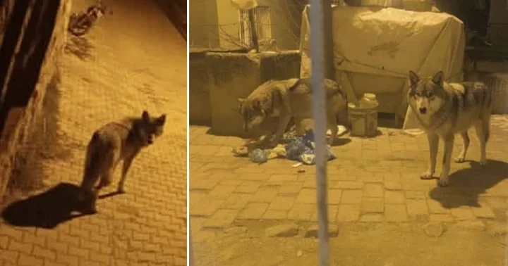 Ankara da aç kalan kurtlar Beypazarı na inerek yiyecek aradı