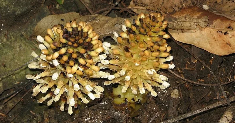 Dünyanın en sıra dışı bitkisi botanikçinin bakış açısını değiştirdi Sözcü Gazetesi