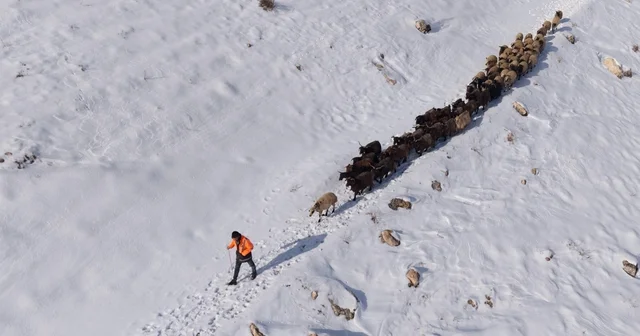 Mardin de besicilerin zorlu kar mesaisi: Sürüler beyaz örtüde yol alıyor Mardin Haberleri