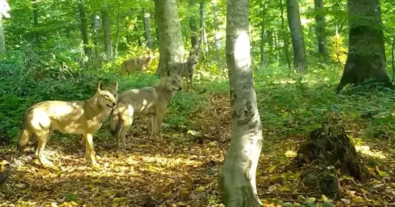 Ormanda gezen kurt sürüsü fotokapanla görüntülendi