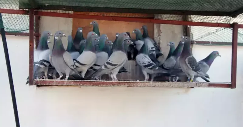 Adana da ilginç olay: Kayıp güvercini bulana 75 bin lira ödül