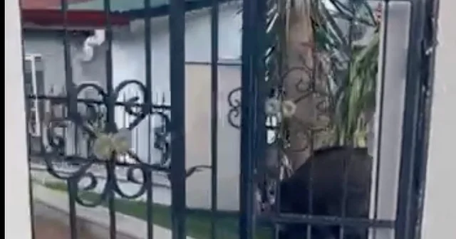 Marmaris Belediyesi ne domuz davası Marmaris te yaban domuzu sorunu yargıya taşındı Muğla Haberleri