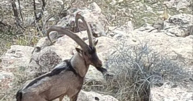 Gercüş kırsalında dağ keçisi görüntülendi Batman Haberleri