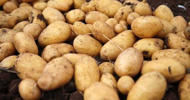 Almanya’da 4 bin ton patates çürümesin diye ücretsiz dağıtılacak