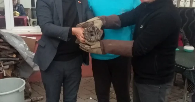 Kahvehane camına çarpan baykuş rehabilitasyona alındı Muhtar fark etti, belediye kurtardı Aydın Haberleri