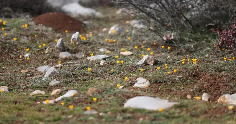 Baharın müjdecisi olarak biliniyor! Karabük te çiğdemler erken çiçek açtı