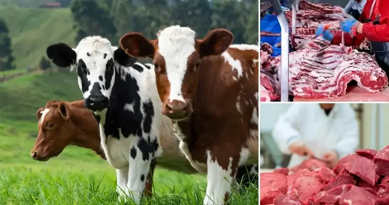 Kırmızı et fiyatlarını düşürecek proje geliyor: Pilot il olarak Erzurum seçildi Aktüel Haberleri