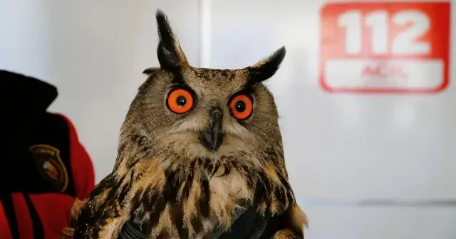 Çorum da yaralı bulunan puhu tedavi altına alındı VİDEO İZLE