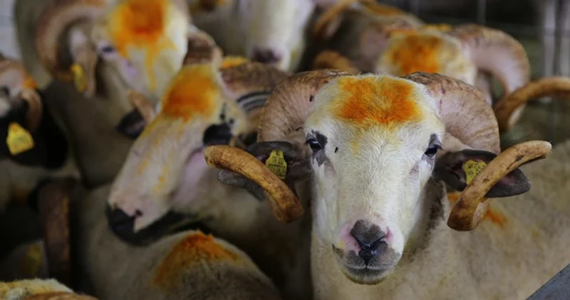 2026 Kurban Bayramı ne zaman başlayacak? Kurban Bayramı tatili kaç gün sürecek, 9 gün tatil olacak mı?