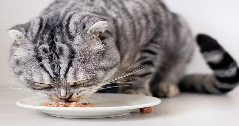 Kediniz yemek yerken gözlerini kapatıyorsa bir bildiği var!