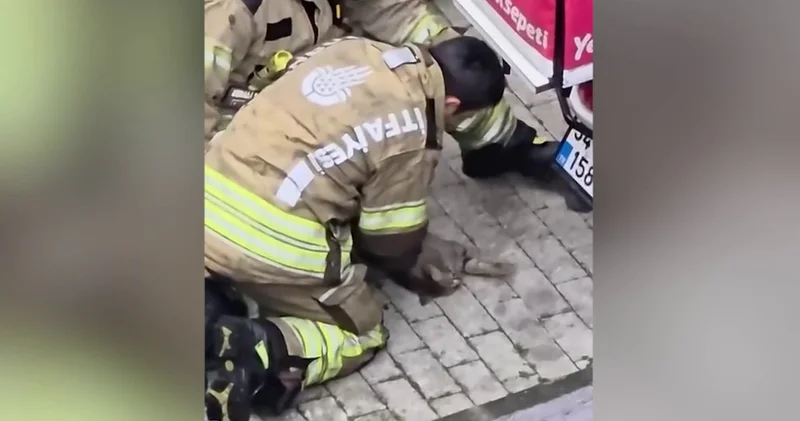 Yürekleri ısıttı! Kediyi kalp masajıyla hayata döndürdü! Son dakika haberleri