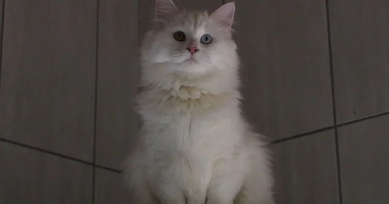 Ankara kedisini yaşatan merkezden 700 e yakın sahiplendirme