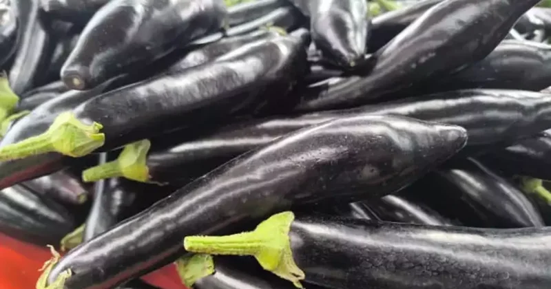 Havalar soğudu, patlıcan fırladı! Kilosu 150 TL