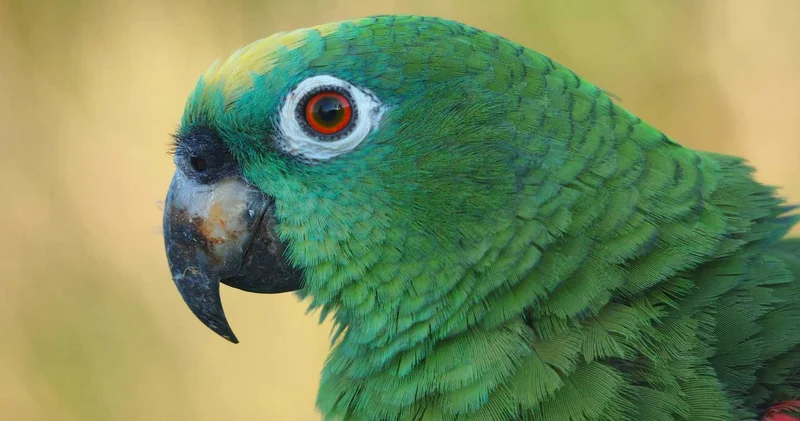 Ankara ve Yeşil Papağan istilası