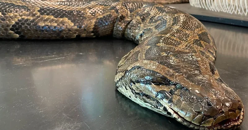 Otobüs boyunda yılan kayda geçirildi! Daha da büyüyecek Sözcü Gazetesi