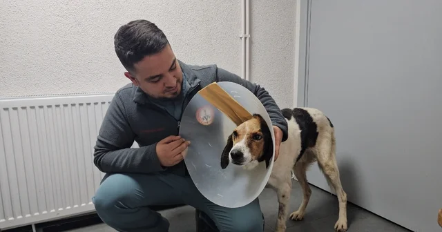 Beyin kemiğine kadar kanser yayılan köpek tedavi edildi Zonguldak Haberleri