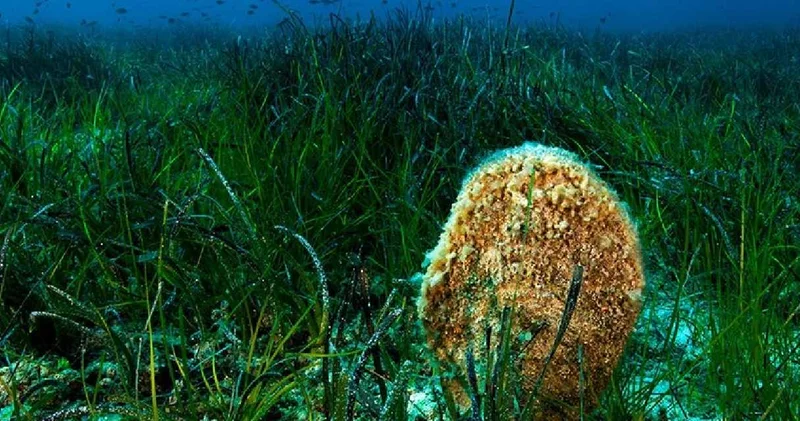 Denizin altında 42 milyar dolarlık tehlike