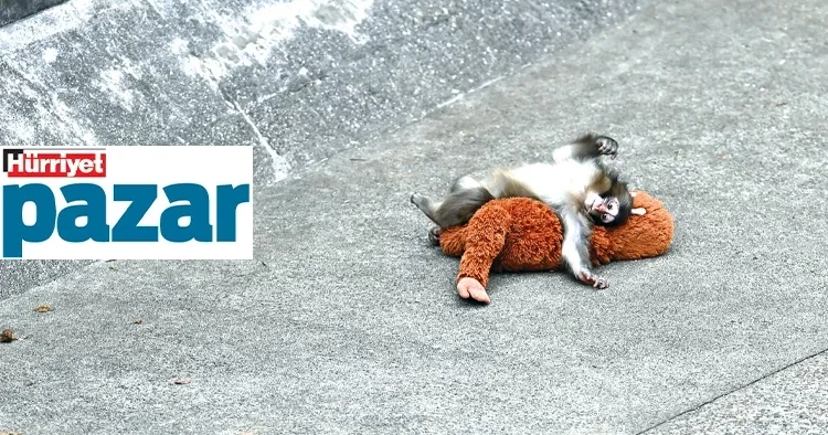 Seller, denizler ve Punch...