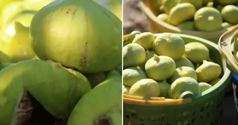 Taste Atlas Dünyanın en iyi inciri listesini açıkladı! Listeye Türkiye damgası Aktüel Haberleri