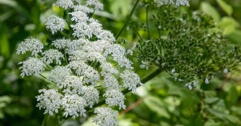 Bahçesindeki bu otu temizlemeyenlere para cezası kesilecek Sözcü Gazetesi