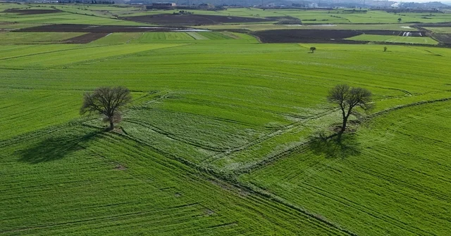 Edirne de yağışların ardından doğru tarım uygulamalarıyla yüksek rekolte bekleniyor Edirne Haberleri