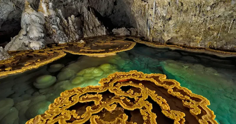 Mağaralarda saklanan süper böcek gün yüzüne çıktı: Modern ilaçlara direnç gösteriyor Sözcü Gazetesi