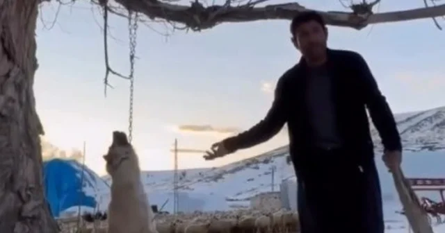 Köpeği zincirle ağaca asarak öldüren şahıs gözaltına alındı Kayseri Haberleri