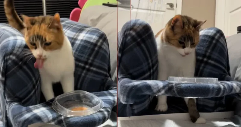 Hikayesi milyonları duygulandırdı: Engelli kediye beslenme standı yaptılar