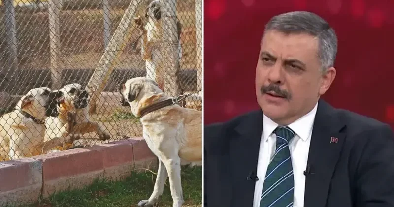Bakan Çiftçi rakam verdi: Sahipsiz sokak köpeklerine yüzde 75 i toplandı Politika Haberleri
