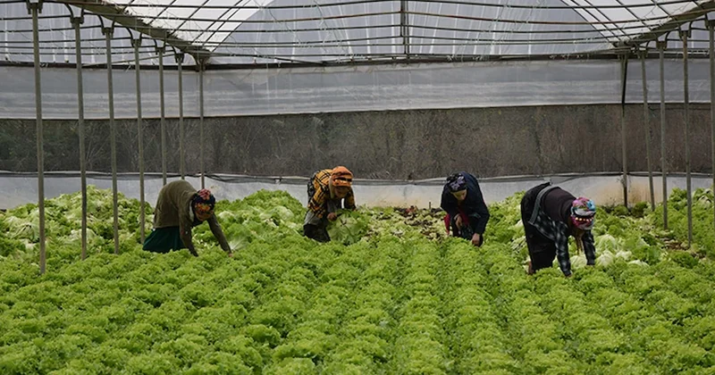 1,5 dönümle başladı, şimdi paraya para demiyor: Yılda 40 milyon fide satıyor Sözcü Gazetesi