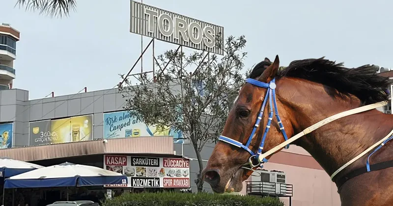 Mersin de aşevinde at eti skandalı! Olayda yeni gelişme: Et satışı durduruldu