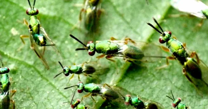 Binlerce avcı böcek savaşa gönderiliyor