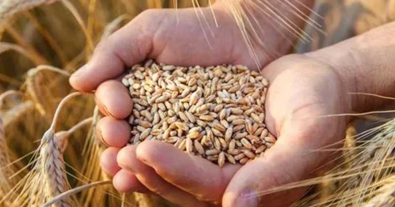 TMO dan buğday fiyatlarına ilişkin açıklama