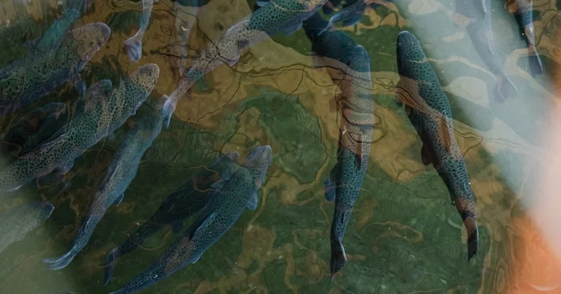 Gölün derinlerinden zombi balık çıktı: Karanlıkta sessizce ilerliyor Sözcü Gazetesi