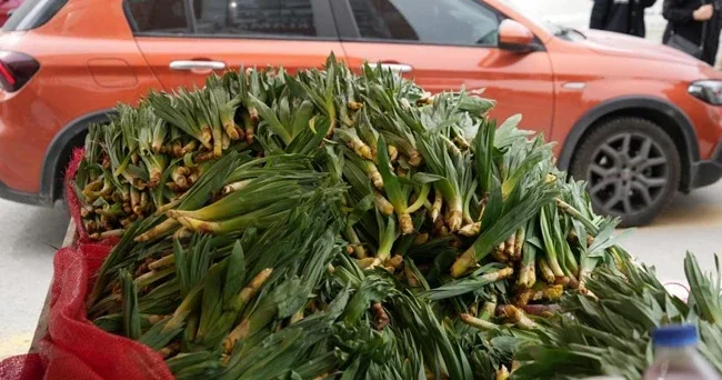 Dere kenarlarında kendiliğinden yetişiyor! Bedava toplanıyor: 200 liraya satılıyor