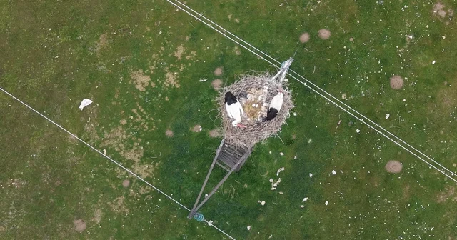 Muş Ovası nda baharın habercisi leylekler kuluçkaya hazırlanıyor Muş Haberleri
