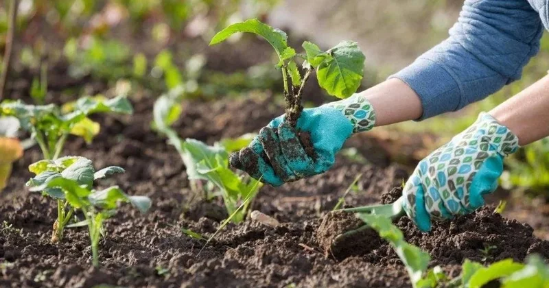 Nisan ayının bu günlerinde toprağa dokunmak verimi düşürüyor Sözcü Gazetesi