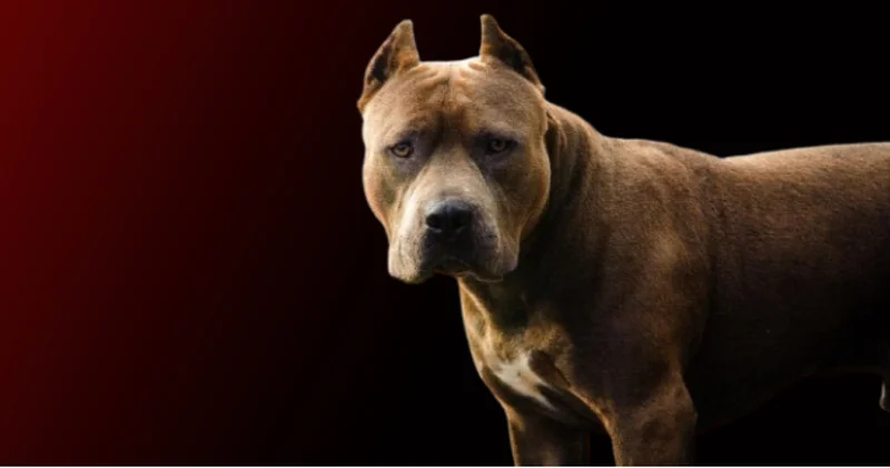 Savcıya köpekli saldırı! Şüpheli, “saldır, ısır” talimatı verdi Son dakika haberleri